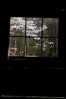 Dogwood blooms seen from the window of Jim Bales cabin, Tennessee. Great Smoky Mountains National Park, USA. (color)