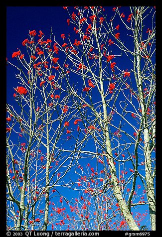Mountain Ash berries againstblue sky, North Carolina. Great Smoky Mountains National Park, USA.