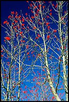 Mountain Ash berries againstblue sky, North Carolina. Great Smoky Mountains National Park, USA.