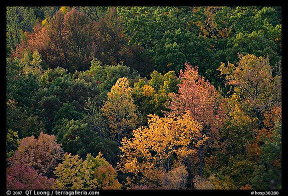 Trees in fall color on hillside. Hot Springs National Park, Arkansas, USA.