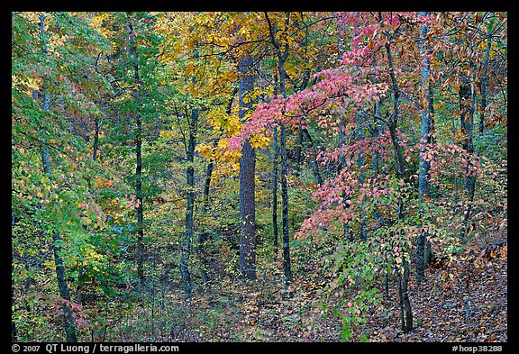 Forest in fall colors, West Mountain. Hot Springs National Park (color)