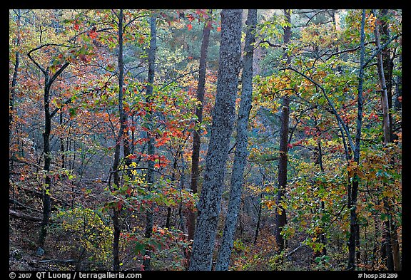 Forest in autumn colors, West Mountain. Hot Springs National Park (color)