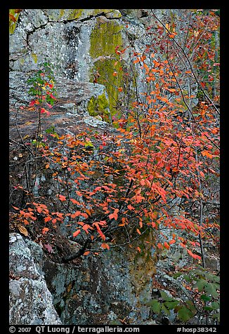 Shrub with red leaves, and moss-covered rock, Gulpha Gorge. Hot Springs National Park, Arkansas, USA.
