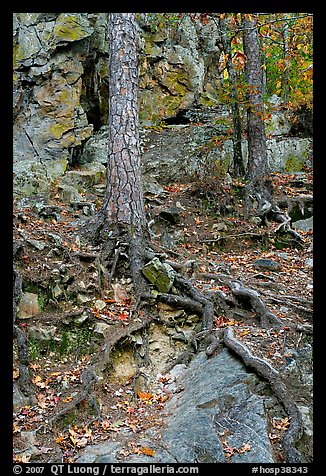 Roots and trees in forest, Gulpha Gorge. Hot Springs National Park, Arkansas, USA.