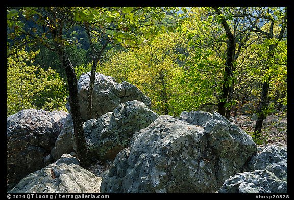 Boulders and trees in the spring near Balanced Rock. Hot Springs National Park, Arkansas, USA.