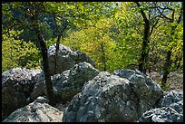 Boulders and trees in the spring near Balanced Rock. Hot Springs National Park ( color)