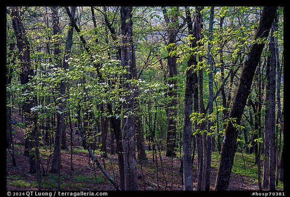 Blossoms in the forest, Sugarloaf Mountain, springtime. Hot Springs National Park, Arkansas, USA.