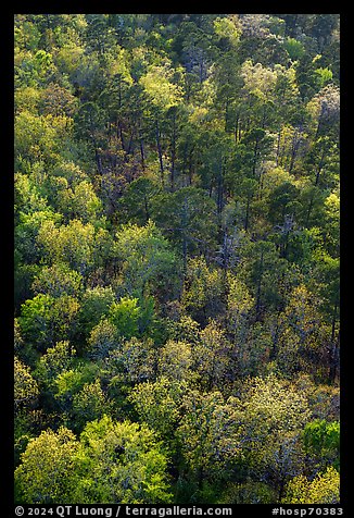 Hot Springs Mountain forest canopy in the spring. Hot Springs National Park, Arkansas, USA.