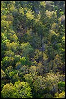 Hot Springs Mountain forest canopy in the spring. Hot Springs National Park ( color)