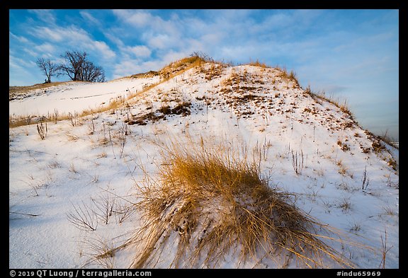 Mount Baldy dune and grass with snow. Indiana Dunes National Park (color)