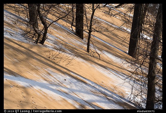 Shadows and tree trunks, Mount Baldy. Indiana Dunes National Park (color)