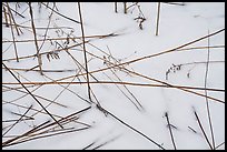 Close-up of reeds and snow. Indiana Dunes National Park ( color)