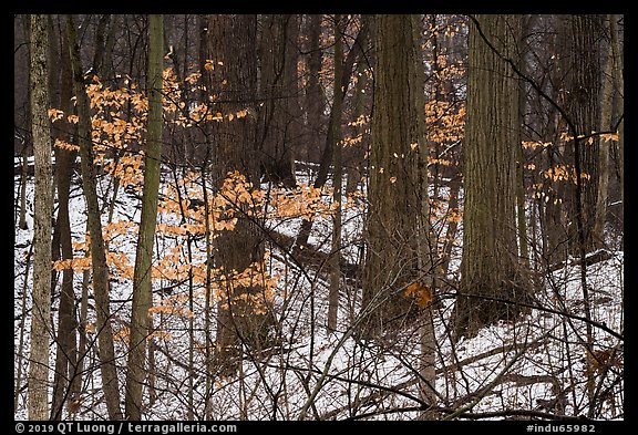 Forest in winter with leaves from previous season. Indiana Dunes National Park (color)