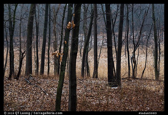 Oaks and wetland in winter, Cowles Bog Trail. Indiana Dunes National Park (color)