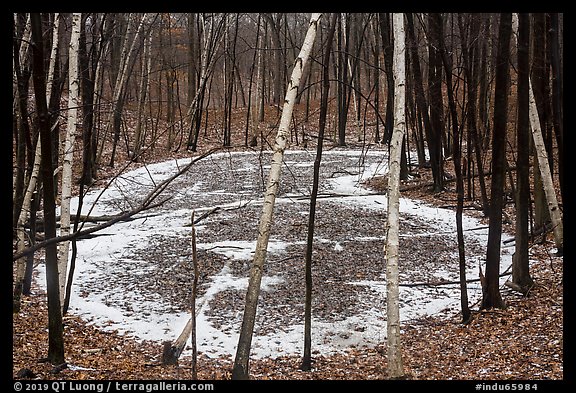 Birch trees and frozen pond, Cowles Bog Trail. Indiana Dunes National Park, Indiana, USA.