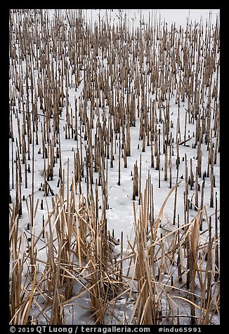 Reeds in frozen pond, Paul Douglas Trail. Indiana Dunes National Park, Indiana, USA.