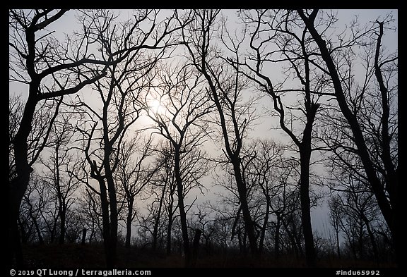 Bare aak trees and sun, Paul Douglas Trail. Indiana Dunes National Park (color)