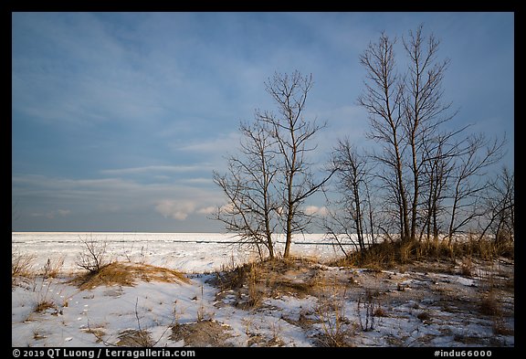 Dune grass, bare trees, and Lake Michigan. Indiana Dunes National Park (color)