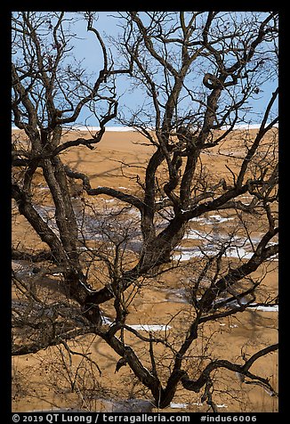 Black Oak trees growing out of sand dune, Mt Baldy. Indiana Dunes National Park (color)