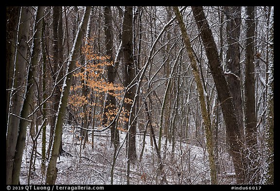 Forest in winter with fresh snow and autumn leaves, Chellberg Farm. Indiana Dunes National Park, Indiana, USA.