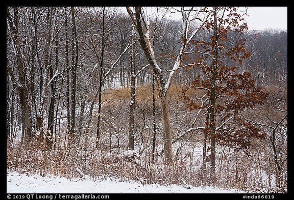 Trees and shrubs with fresh snow,. Indiana Dunes National Park (color)