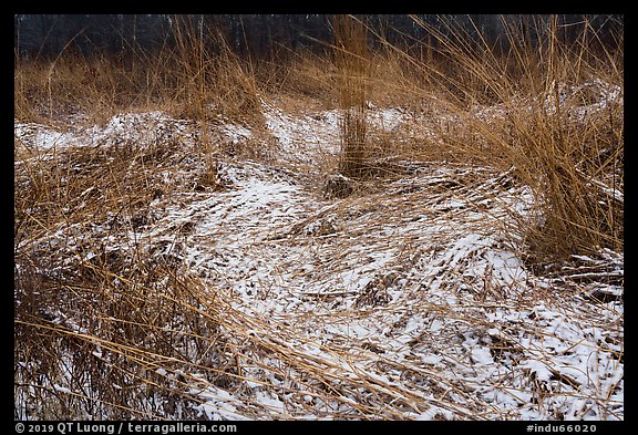 Grasses with fresh snow, Mnoke Prairie. Indiana Dunes National Park (color)