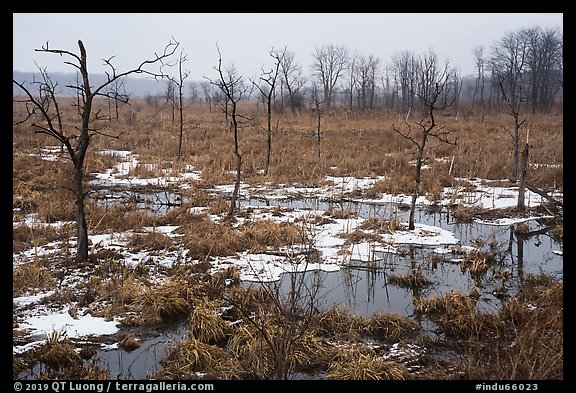 Cowles Bog in the rain, winter. Indiana Dunes National Park (color)