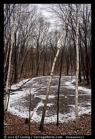 Birch trees and pond in winter. Indiana Dunes National Park (color)