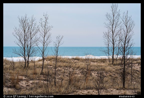 Bare trees and Lake Michigan in winter. Indiana Dunes National Park, Indiana, USA.