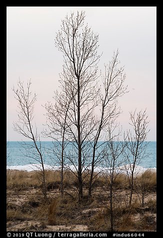 Bare trees, dunes, and Lake Michigan. Indiana Dunes National Park (color)