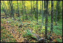 Forest in fall, Windego. Isle Royale National Park, Michigan, USA.
