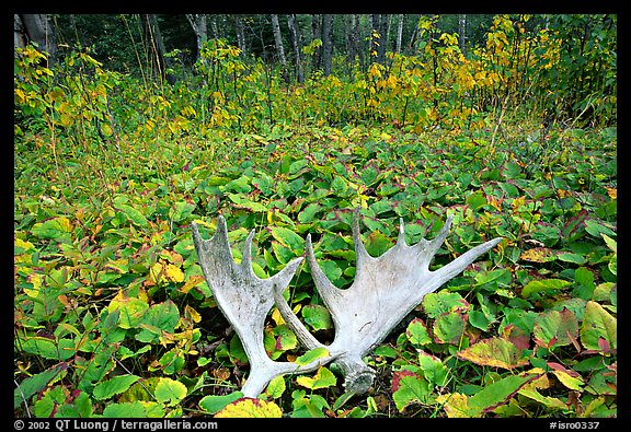 Moose antlers, Windego. Isle Royale National Park (color)