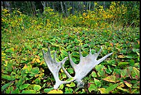 Moose antlers, Windego. Isle Royale National Park, Michigan, USA.