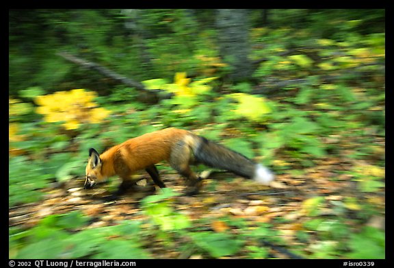 Red fox. Isle Royale National Park (color)