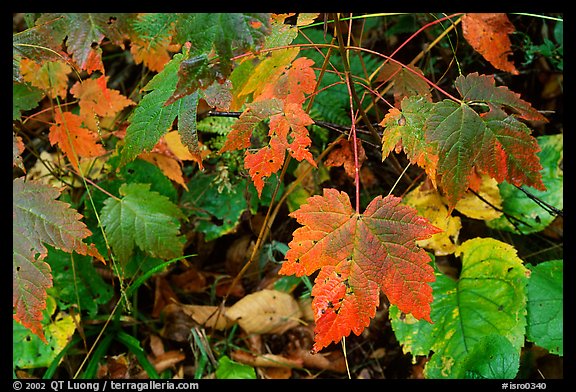 Maple leaves on forest floor. Isle Royale National Park, Michigan, USA.