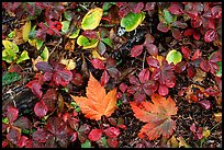 Forest floor detail in autumn. Isle Royale National Park, Michigan, USA. (color)