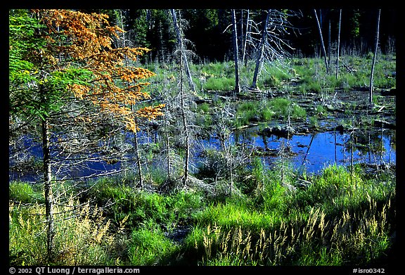 Beaver pond. Isle Royale National Park (color)