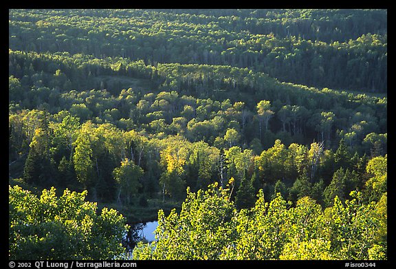 Forest seen  from Mount Franklin. Isle Royale National Park, Michigan, USA.