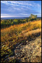 Grasses and Lake Superior seen  from  Greenstone ridge, morning. Isle Royale National Park, Michigan, USA. (color)
