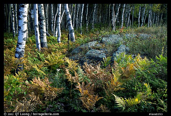 Birch trees on Greenstone ridge. Isle Royale National Park, Michigan, USA.