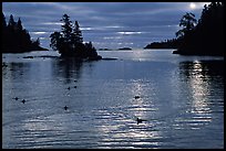 Loons, early morning on Chippewa harbor. Isle Royale National Park, Michigan, USA. (color)
