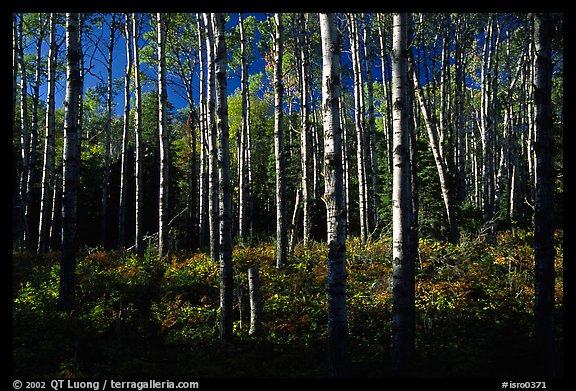 Birch trees near Mt Franklin trail. Isle Royale National Park, Michigan, USA.