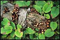 Log and mushrooms. Isle Royale National Park, Michigan, USA.