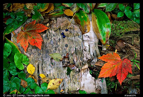 Maple leaves and weathered wood. Isle Royale National Park, Michigan, USA.
