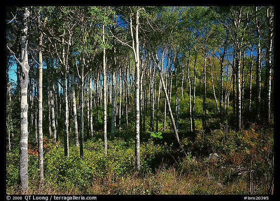 Sunny birch forest. Isle Royale National Park, Michigan, USA.