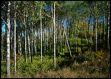 Sunny birch forest. Isle Royale National Park, Michigan, USA. (color)