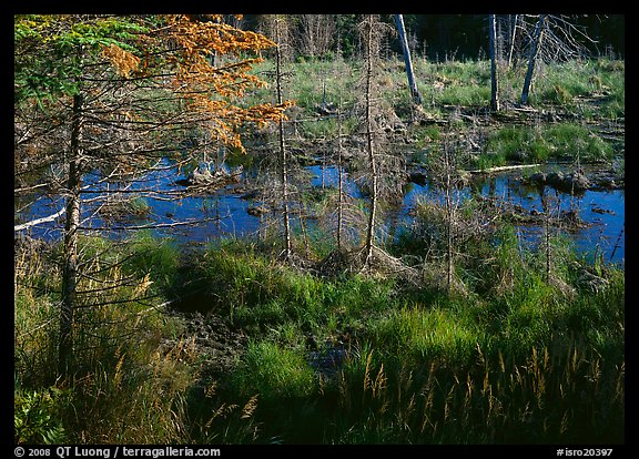 Beaver pond. Isle Royale National Park (color)