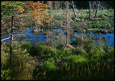 Beaver pond. Isle Royale National Park, Michigan, USA. (color)