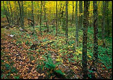 Forest in fall, Windego. Isle Royale National Park ( color)