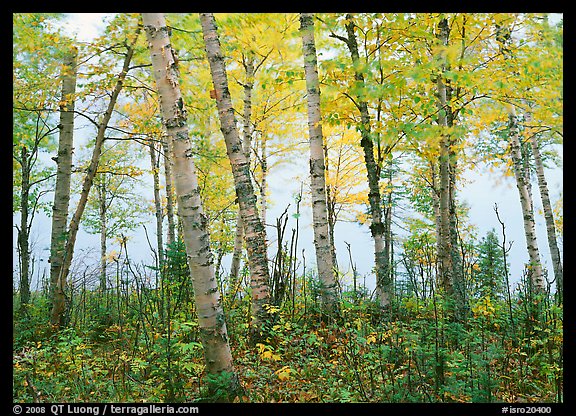 Birch trees in autum with branches blurred by wind. Isle Royale National Park, Michigan, USA.